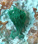 Shattuckite Okatumba Kaokoveld Namibia 